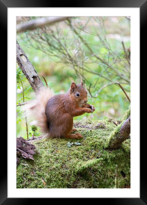 Red Squirrel Enjoying a Nut Framed Mounted Print by Stuart Jack