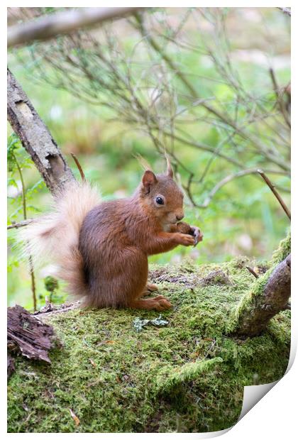 Red Squirrel Enjoying a Nut Print by Stuart Jack