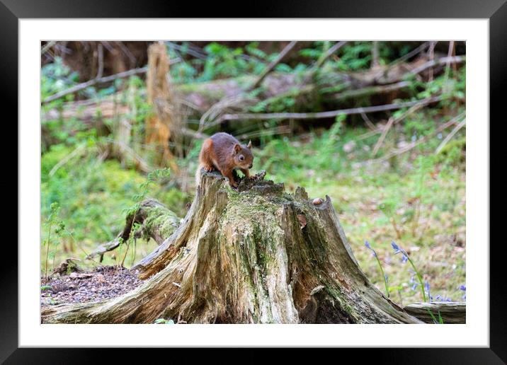 Nut-Gathering Red Squirrel Framed Mounted Print by Stuart Jack