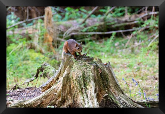 Nut-Gathering Red Squirrel Framed Print by Stuart Jack