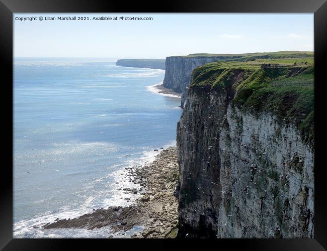 Bempton Cliffs Framed Print by Lilian Marshall