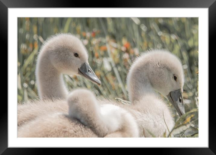 Cygnets 2 Framed Mounted Print by Dorringtons Adventures