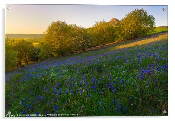 Bluebells at Roseberry Topping during sunset Acrylic by Lewis Gabell