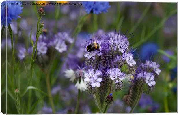Blue Tansey and Buzzy Bee (2) Canvas Print by Jim Jones