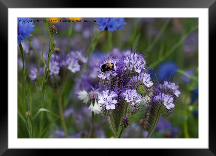 Blue Tansey and Buzzy Bee (2) Framed Mounted Print by Jim Jones