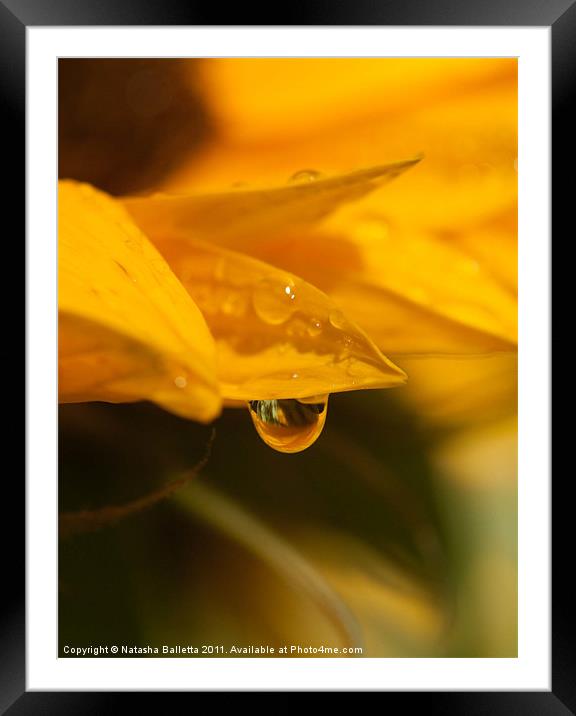 Sunflower Water Drop Framed Mounted Print by Natasha Balletta