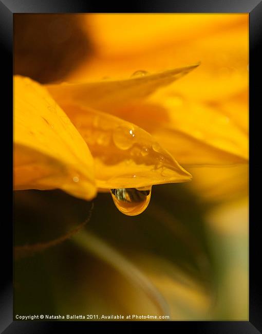 Sunflower Water Drop Framed Print by Natasha Balletta