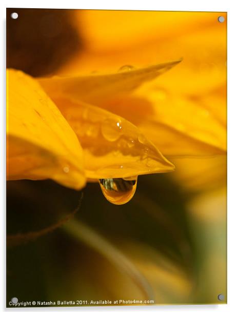 Sunflower Water Drop Acrylic by Natasha Balletta
