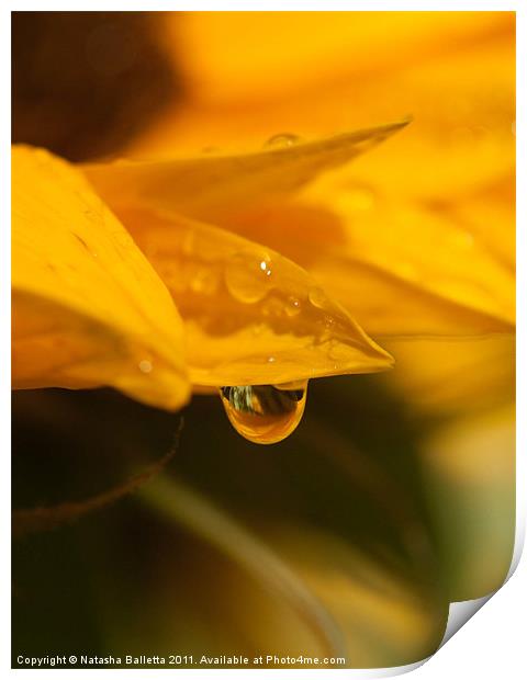 Sunflower Water Drop Print by Natasha Balletta