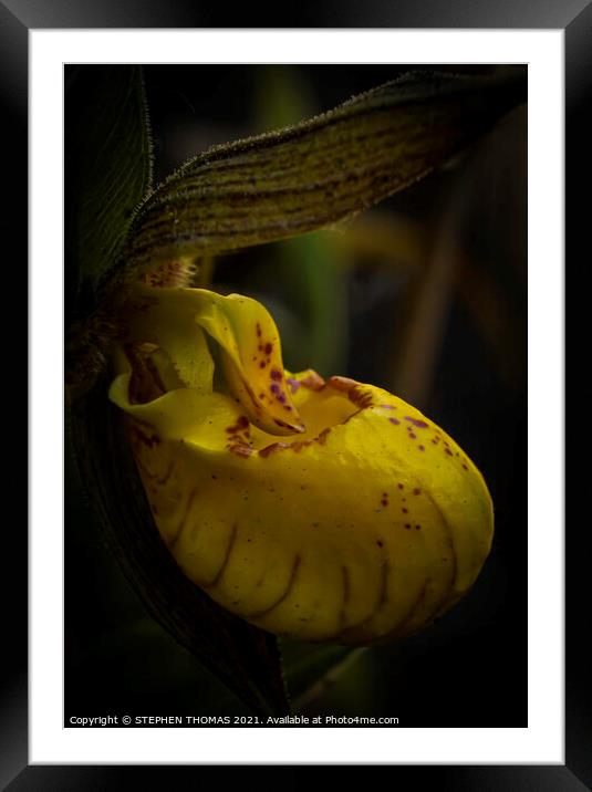 Yellow Lady's Slipper Orchid - Macro  Framed Mounted Print by STEPHEN THOMAS