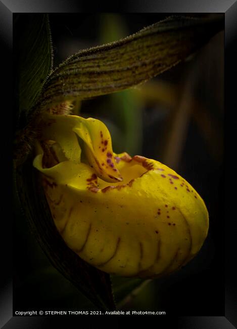 Yellow Lady's Slipper Orchid - Macro  Framed Print by STEPHEN THOMAS