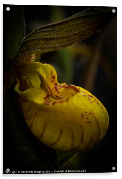 Yellow Lady's Slipper Orchid - Macro  Acrylic by STEPHEN THOMAS