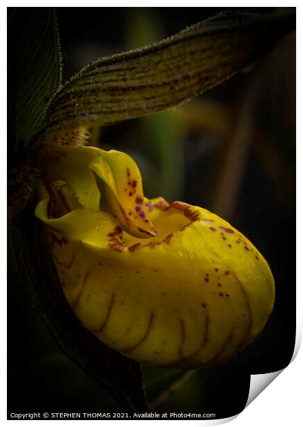 Yellow Lady's Slipper Orchid - Macro  Print by STEPHEN THOMAS
