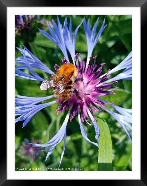 As busy as a summer Bee  Framed Mounted Print by Mark Ritson