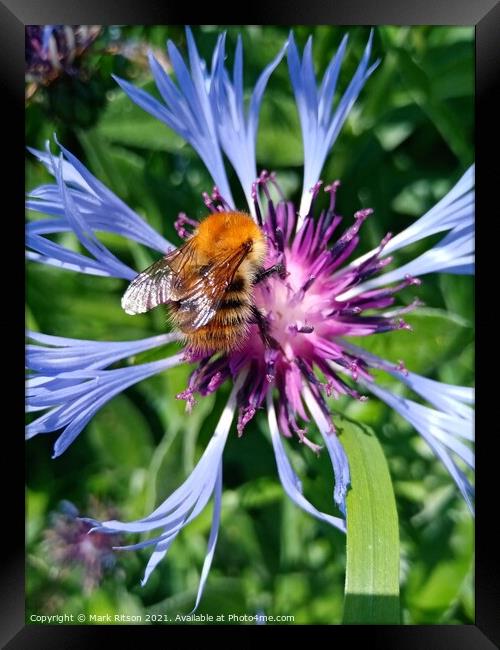 As busy as a summer Bee  Framed Print by Mark Ritson