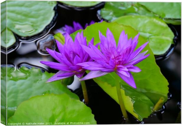 Purple Lotus Flowers Canvas Print by Nathalie Hales