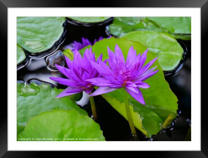 Purple Lotus Flowers Framed Mounted Print by Nathalie Hales