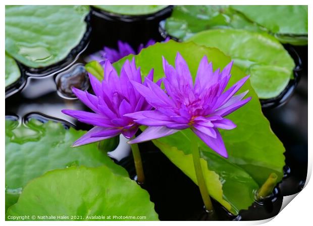 Purple Lotus Flowers Print by Nathalie Hales