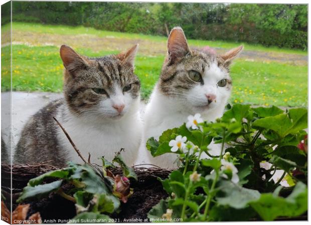 Two grey cat sitting together in the garden Canvas Print by Anish Punchayil Sukumaran