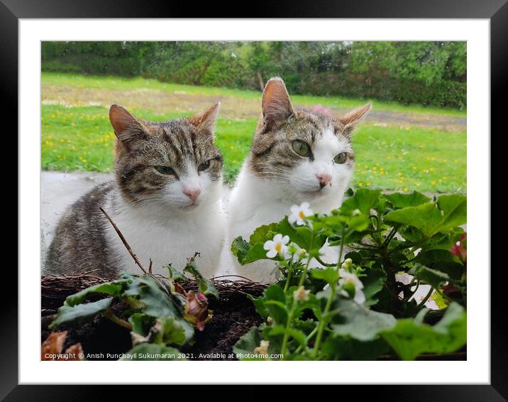 Two grey cat sitting together in the garden Framed Mounted Print by Anish Punchayil Sukumaran