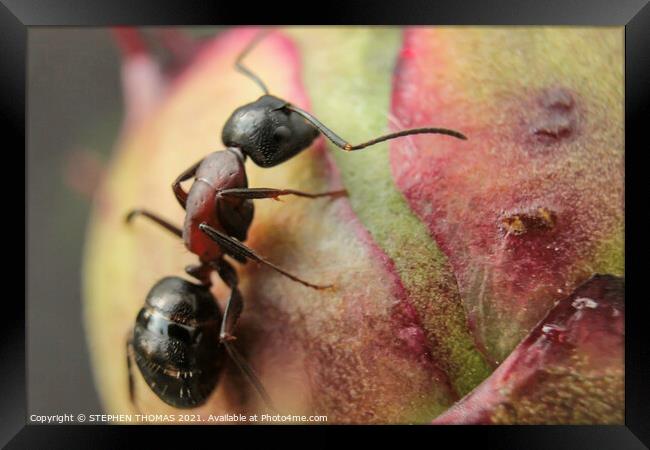 Ant on a Peony Bud -Macro Framed Print by STEPHEN THOMAS