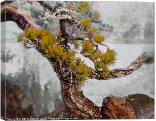 Bonsai Abstract in Winter Canvas Print by Jeffrey Burgess