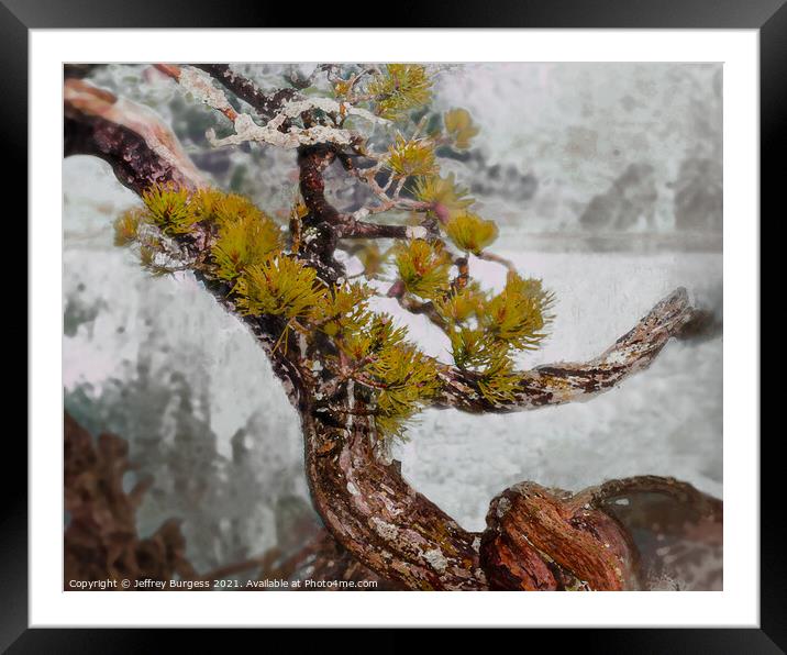 Bonsai Abstract in Winter Framed Mounted Print by Jeffrey Burgess