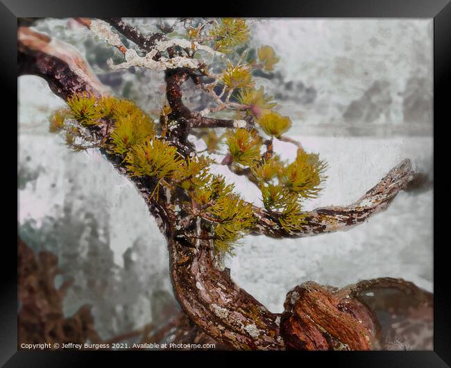 Bonsai Abstract in Winter Framed Print by Jeffrey Burgess