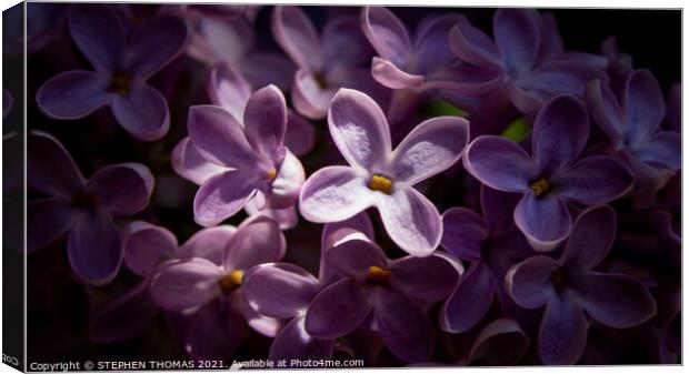 Heavenly Sunlight - Lilac blossom macro Canvas Print by STEPHEN THOMAS