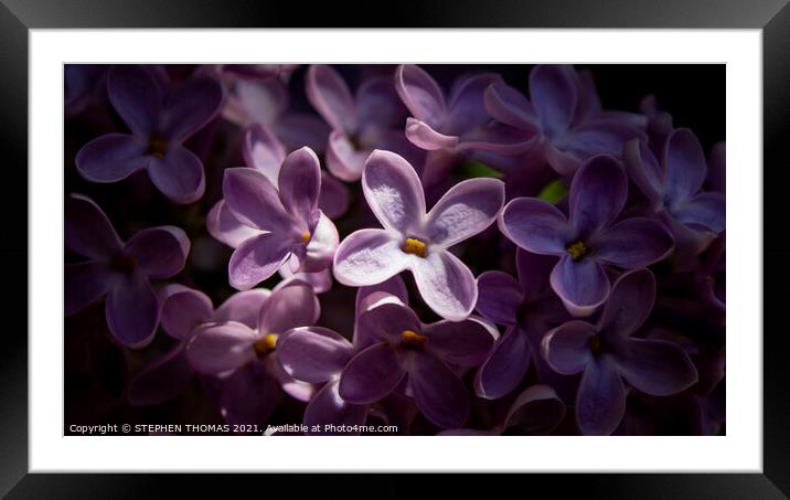 Heavenly Sunlight - Lilac blossom macro Framed Mounted Print by STEPHEN THOMAS