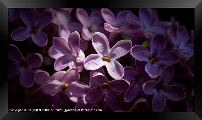 Heavenly Sunlight - Lilac blossom macro Framed Print by STEPHEN THOMAS