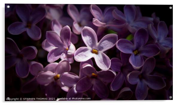 Heavenly Sunlight - Lilac blossom macro Acrylic by STEPHEN THOMAS