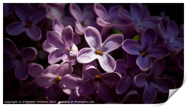 Heavenly Sunlight - Lilac blossom macro Print by STEPHEN THOMAS