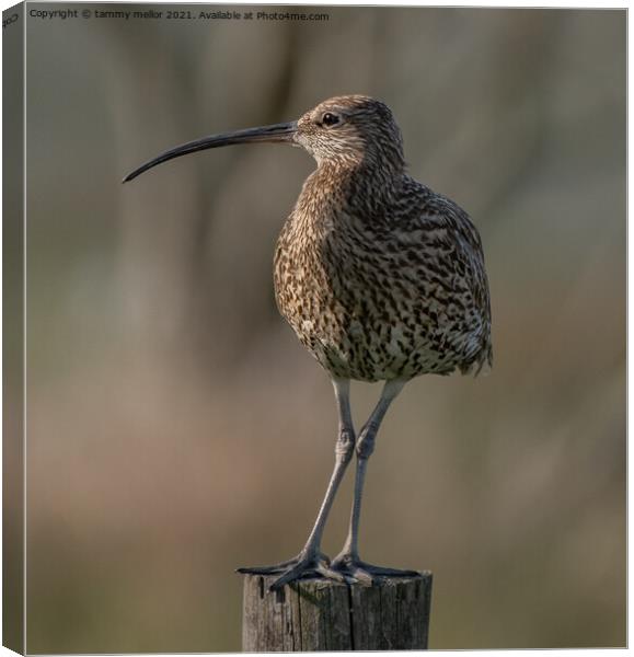 Majestic Moorland Curlew Canvas Print by tammy mellor