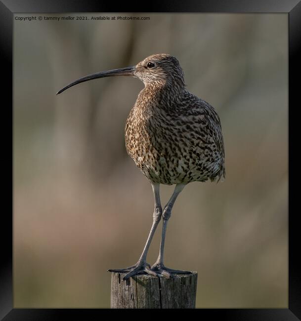 Majestic Moorland Curlew Framed Print by tammy mellor