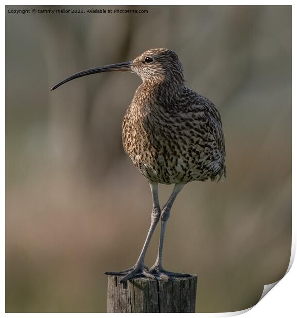 Majestic Moorland Curlew Print by tammy mellor