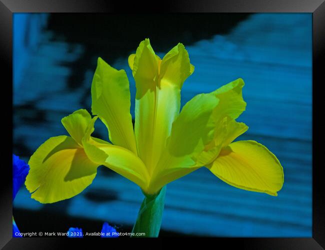 Yellow Iris Framed Print by Mark Ward