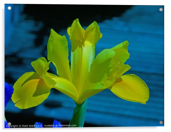 Yellow Iris Acrylic by Mark Ward