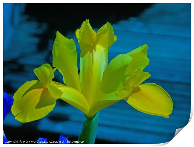 Yellow Iris Print by Mark Ward
