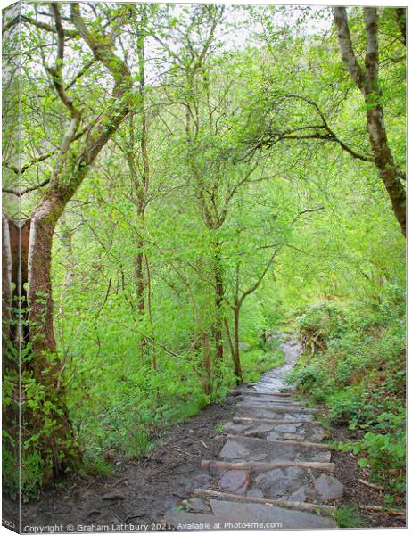 Forest Path, Brecon Beacons Canvas Print by Graham Lathbury