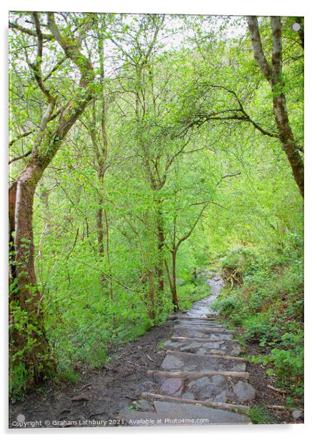 Forest Path, Brecon Beacons Acrylic by Graham Lathbury