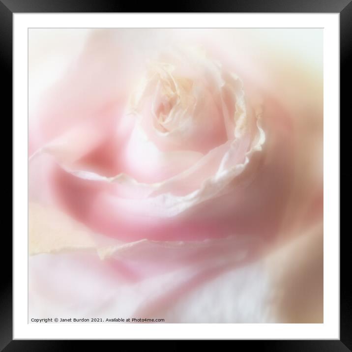 Rose Framed Mounted Print by Janet Burdon