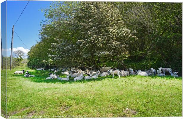 Sheltering Sheep Canvas Print by Philip Gough