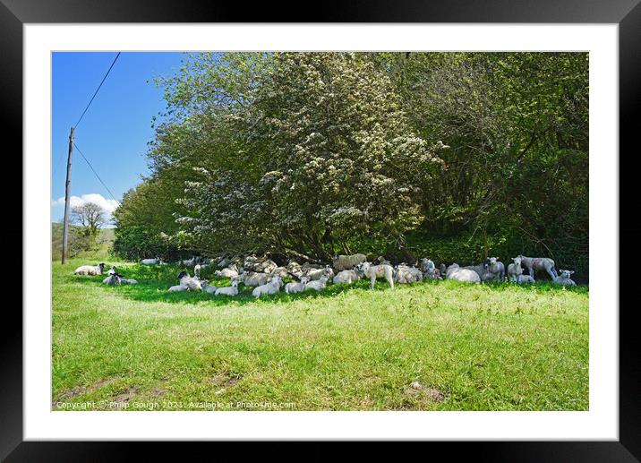 Sheltering Sheep Framed Mounted Print by Philip Gough