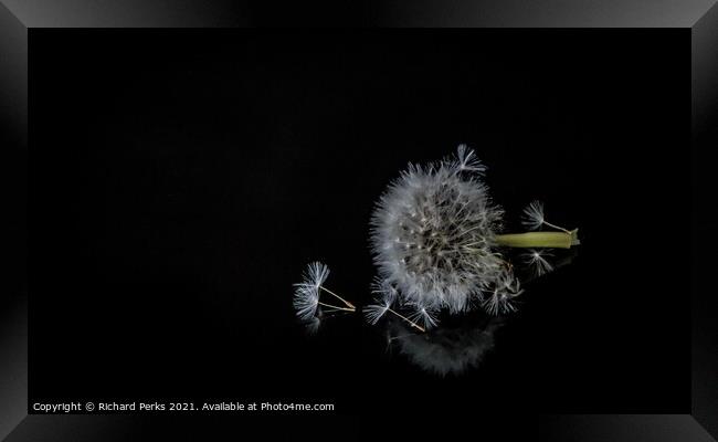 Dandelion seeds Framed Print by Richard Perks