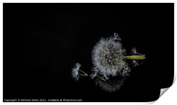 Dandelion seeds Print by Richard Perks