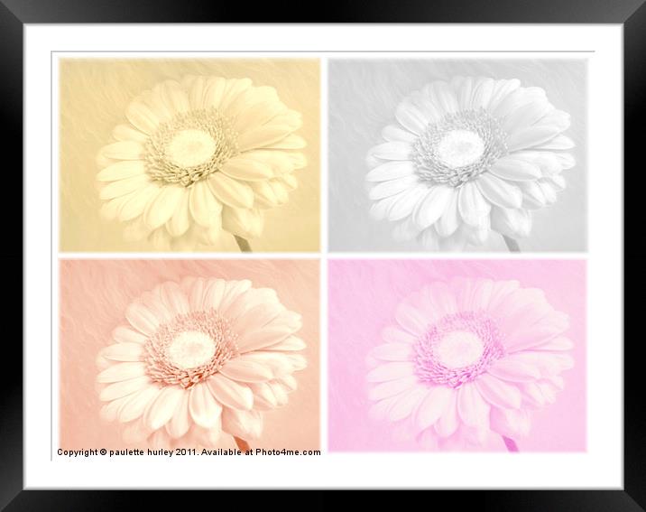 A Daisy Collage. Framed Mounted Print by paulette hurley