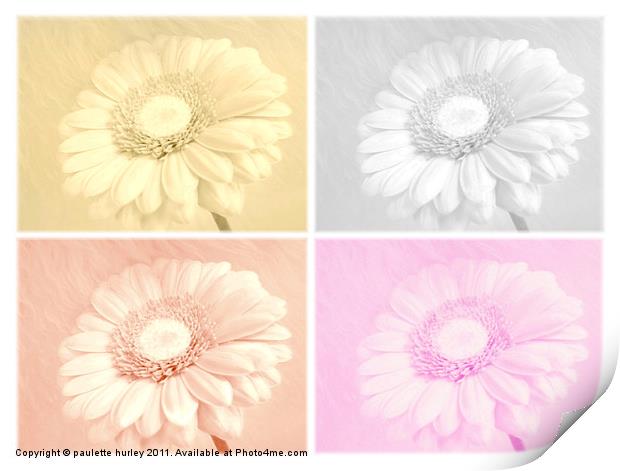 A Daisy Collage. Print by paulette hurley