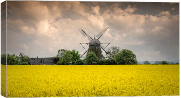 Rapeseed Field and Windmill in Sweden Pano Canvas Print by Antony McAulay