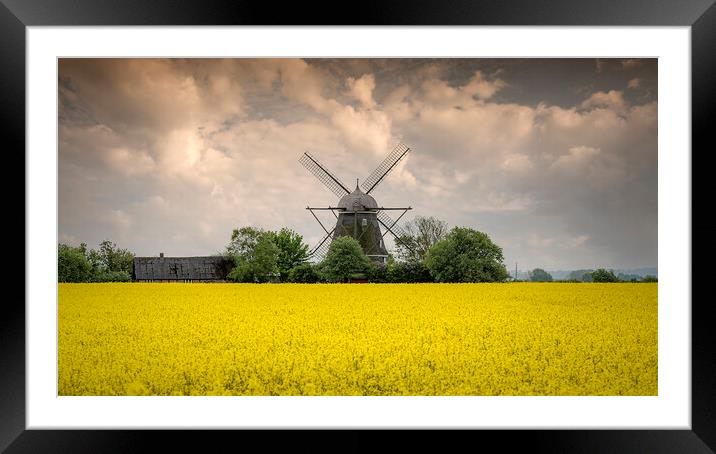 Rapeseed Field and Windmill in Sweden Pano Framed Mounted Print by Antony McAulay